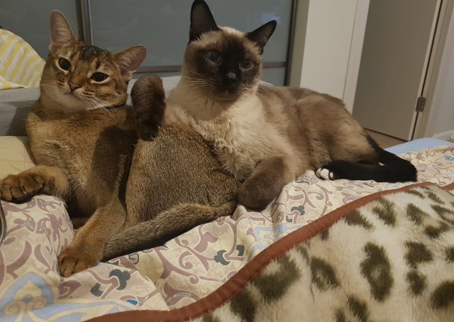 Погнали! С котовторником, други!