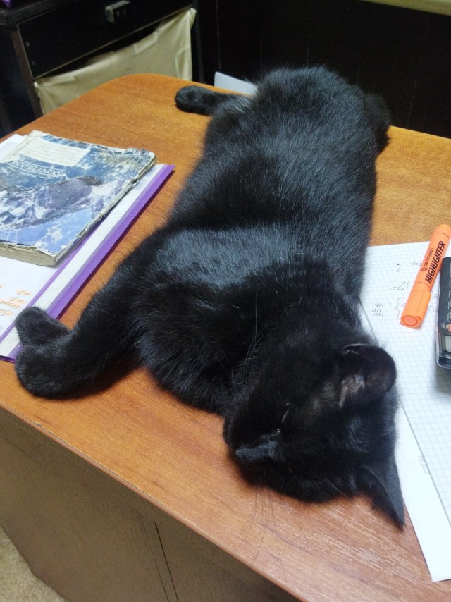 Котовторник (свои добавляем)