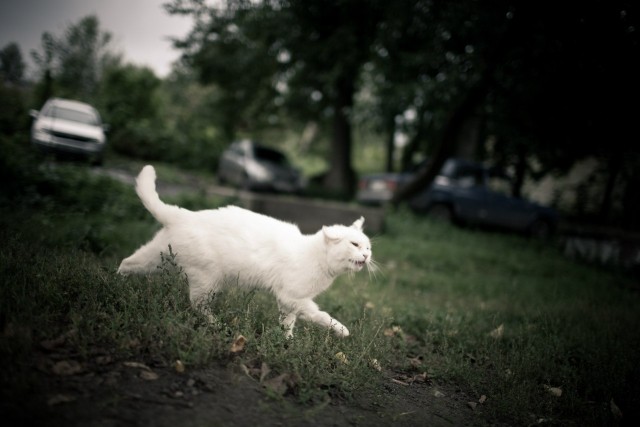 Котовторник 28.09.21