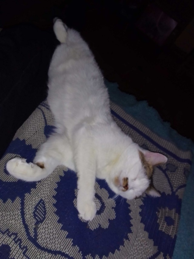 Котовторник. Февраль