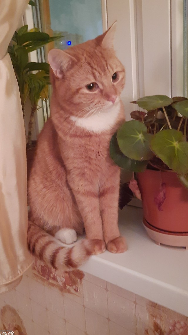 Господа и дамы ЯПа! Котовторник у нас начался! Отойдите от политоты и давайте котиков побольше!