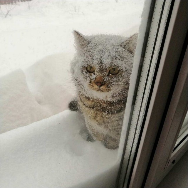 Забавные и милые котейки