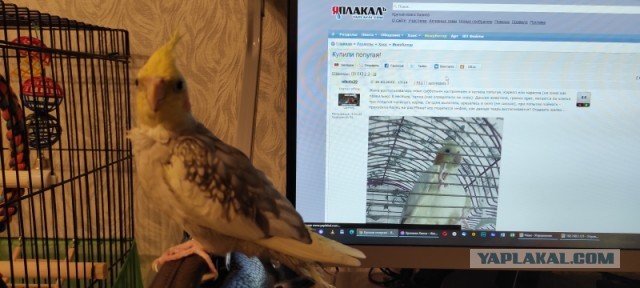 Купили попугая!