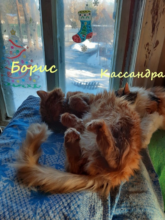 Жизнь домашнего приюта "Котоленд" 328