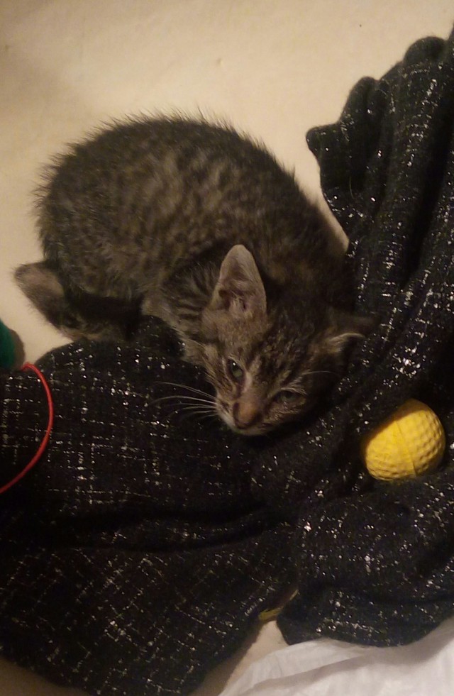 Ну, поехали в котоввторник!