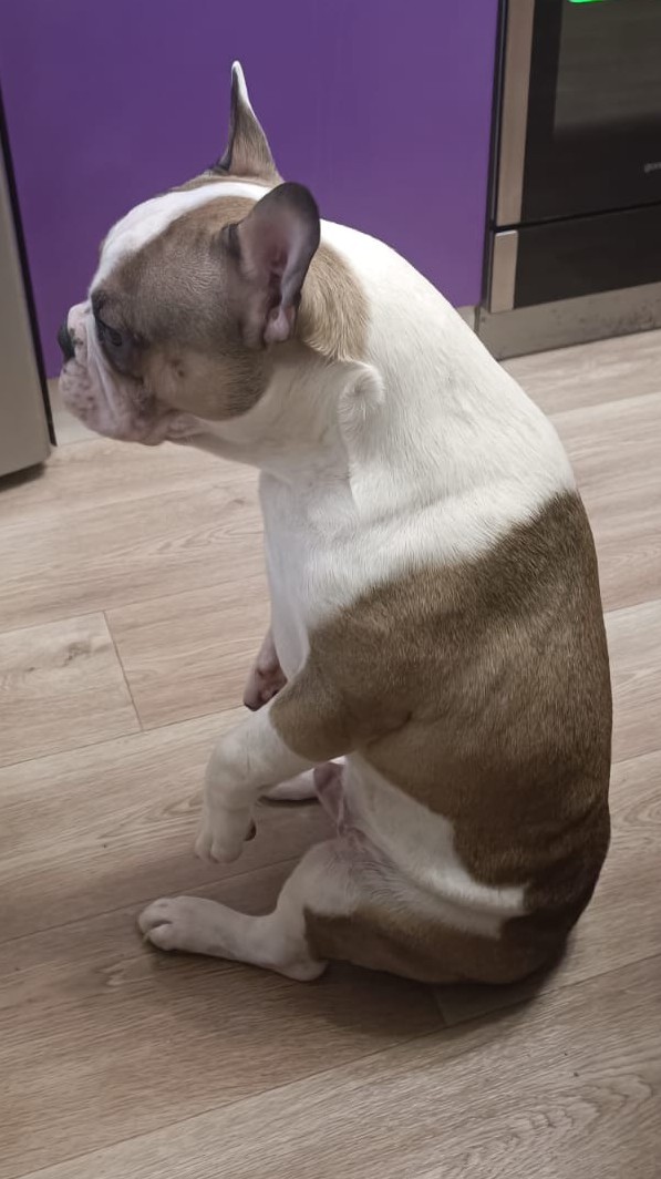 Собака сутулая наглядно...