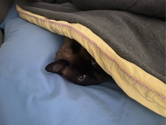 Котовторник ведь начался!