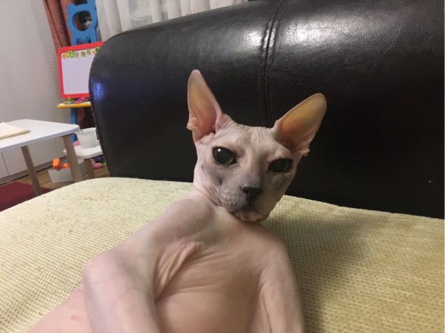 Котовторник ведь начался!