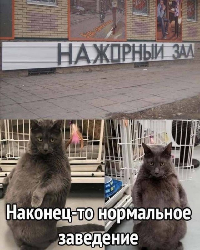 Картинки и мемы для настроения - 25