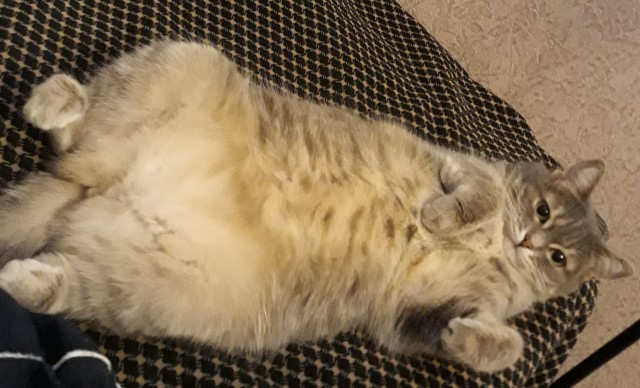 А вот и котовторник 24.05.2022