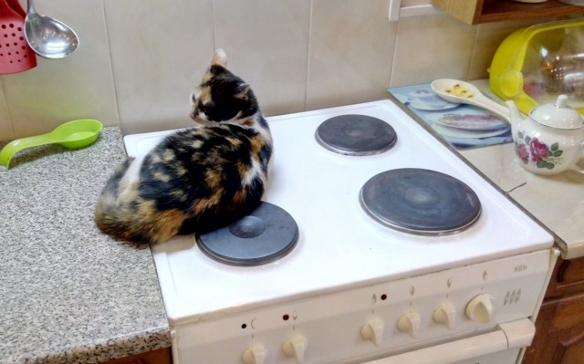 Никифор кот - грубиян