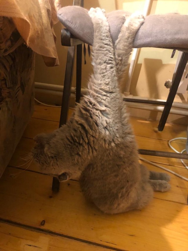 Не стало кота Мурлока