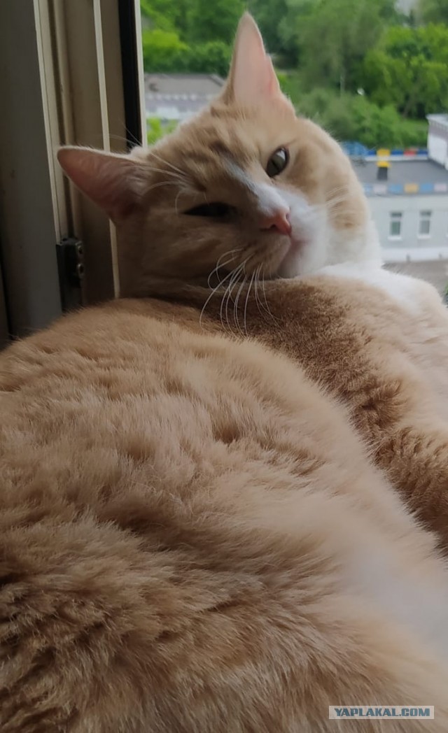 Котовторнику быть