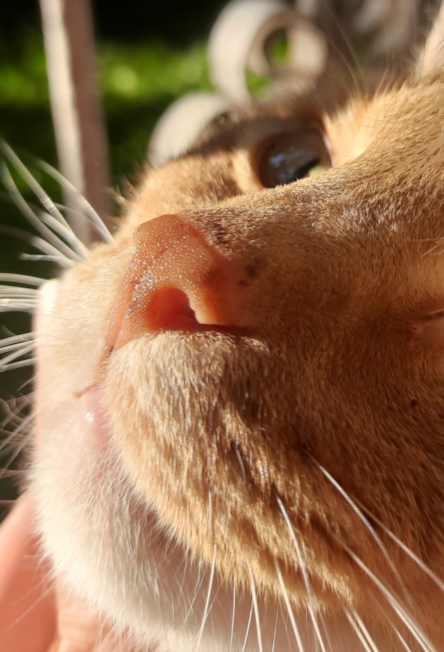 Немного милоты в котовторник