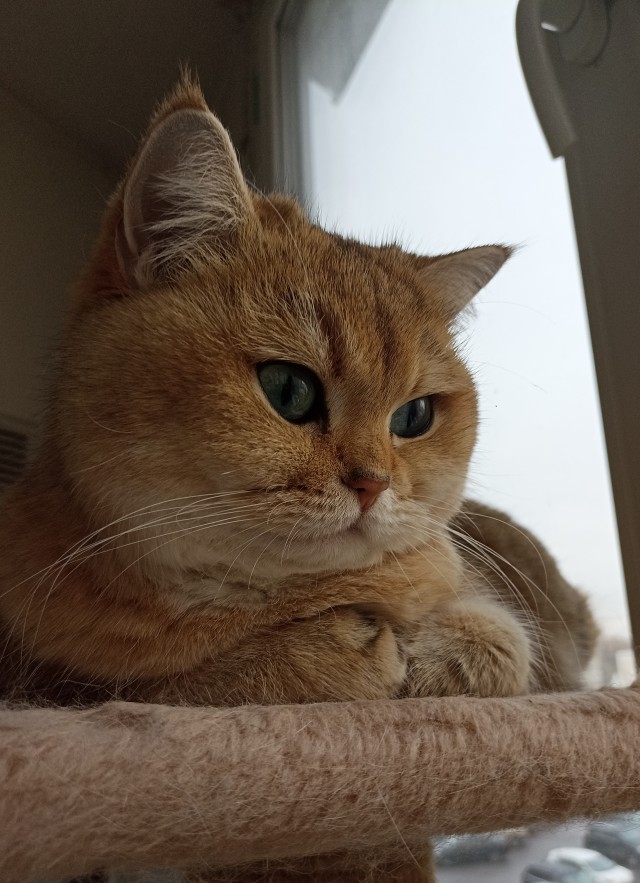 Котовторник 1.11.22