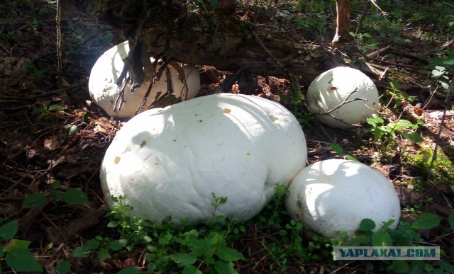 Необычные предметы, которые люди обнаружили, прогуливаясь по лесу