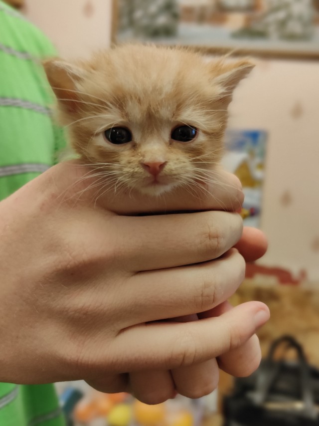 Начинаем котовторник.