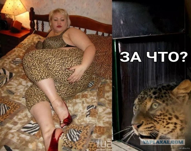 Леопарды уже прибыли