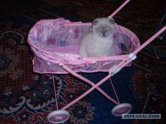 Котовторник 09.04.2013