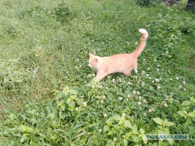 Жизнь домашнего приюта для котеек 460