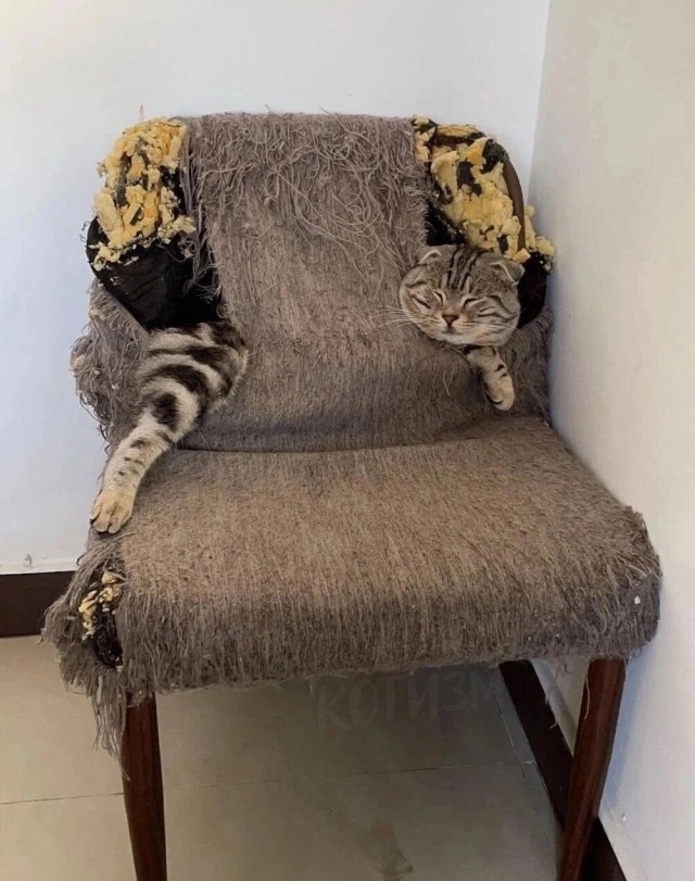 Кошачьи выкрутасы