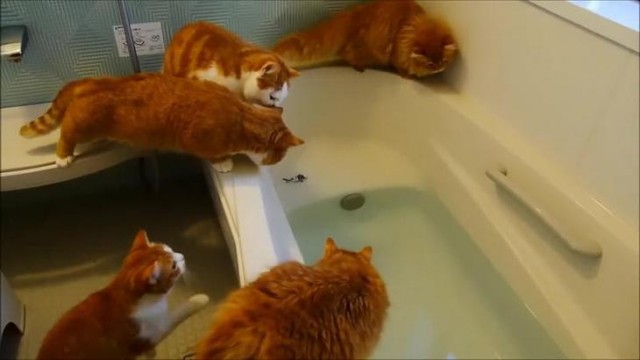 Жизнь домашнего приюта "Котоленд" 432
