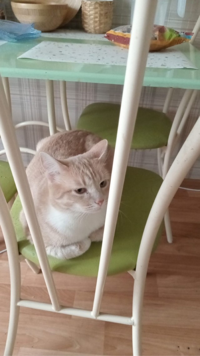 Принимайте в клуб! Котовторник же