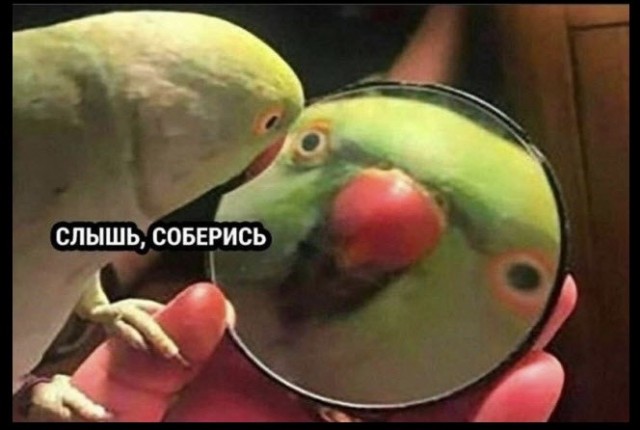 Мошенники скоты!