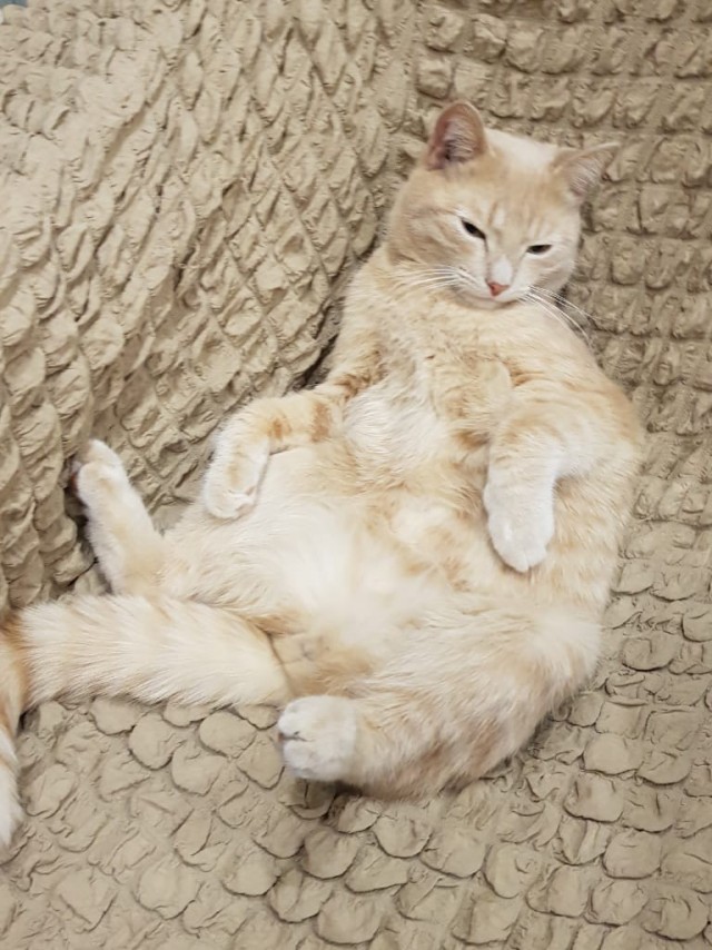 Котовторник 05/11/2024