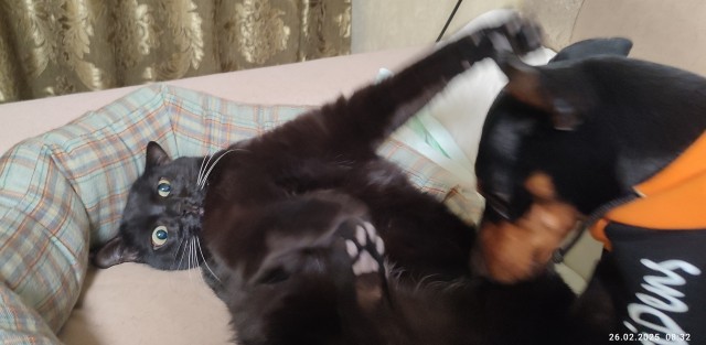 Мурр!
