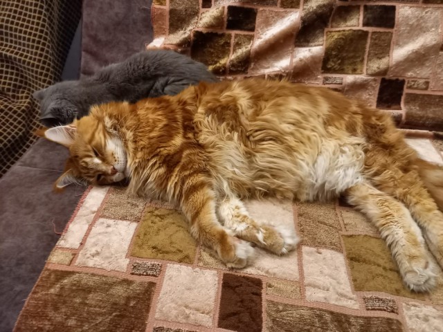 Мой кот