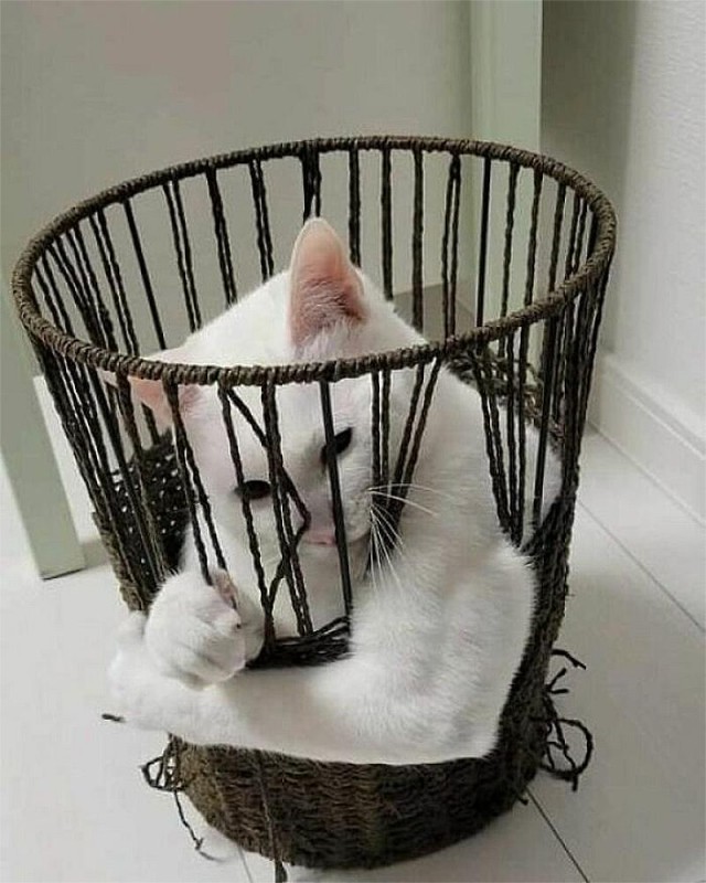Смешные коты, которые бы победили на конкурсе абсурдных фотографий