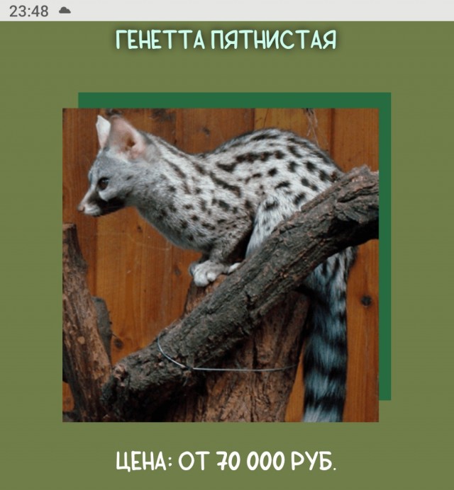 Удивительный зверек Генета