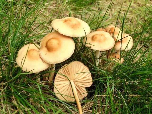 Луговые поганочки