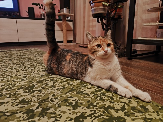 К-котовторник.