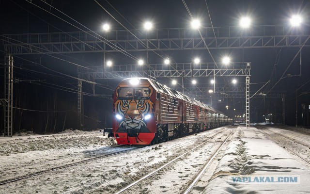 Хищный красавец из Брянска