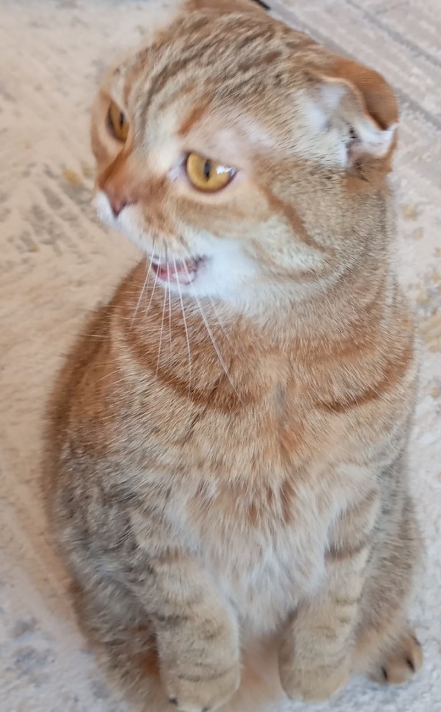 Котовторник же, хватит спать!