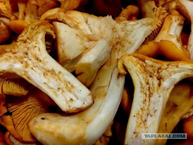 Люблю жареную картошку на сале с лисичками.
