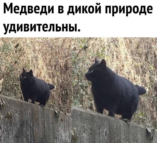 Картинки для деградации 202 (разной степени свежести)