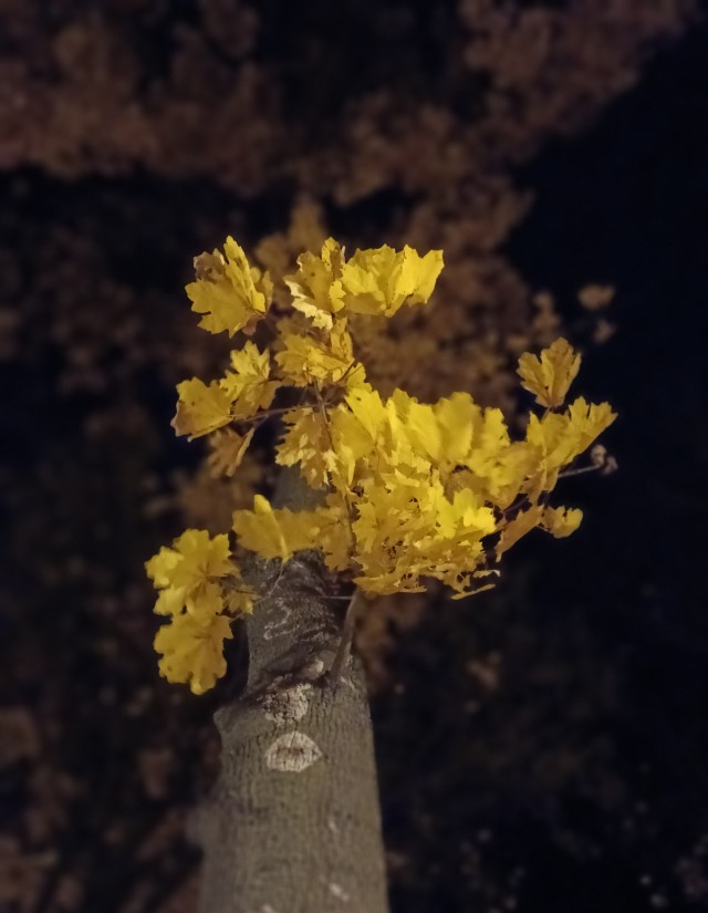 Смело топчу я ногой внешнюю леса красу...