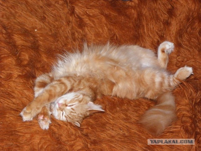 Коты и время