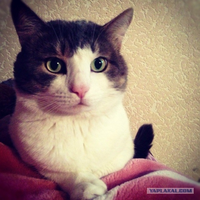 Котовторник 17.09.2013
