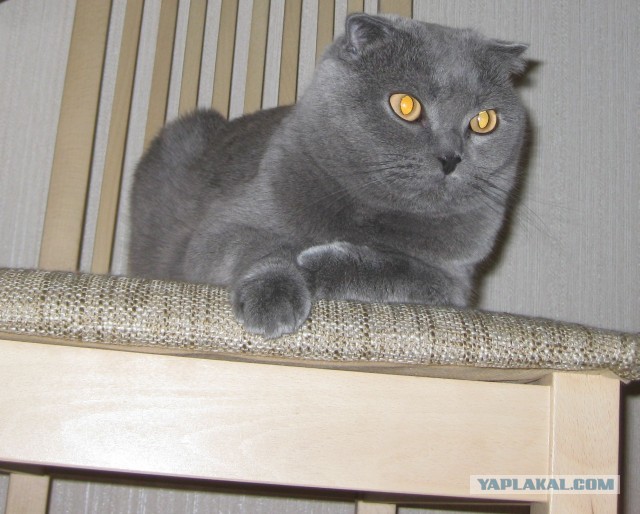 Котовторник 8.10.2013