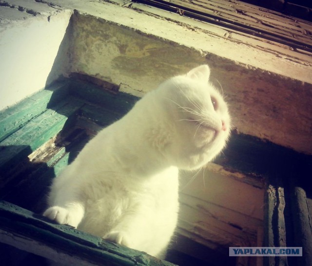 Котовторник 12.11.2013