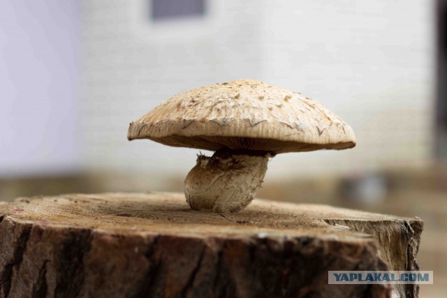 Как во Франции выращивают грибы?