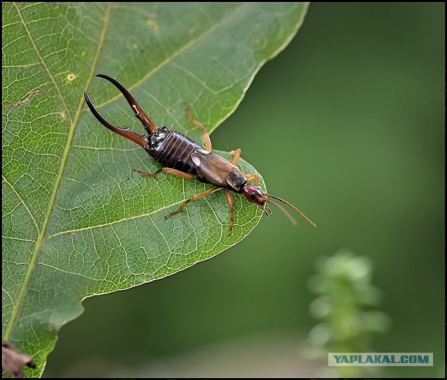 Что за "животное"?