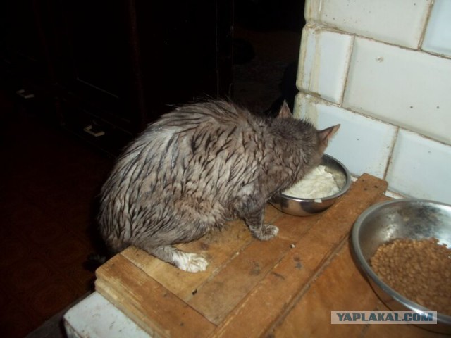 Жизнь домашнего приюта для котеек 16