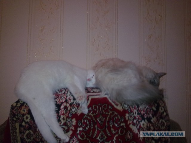Котовторник 02.09.2014