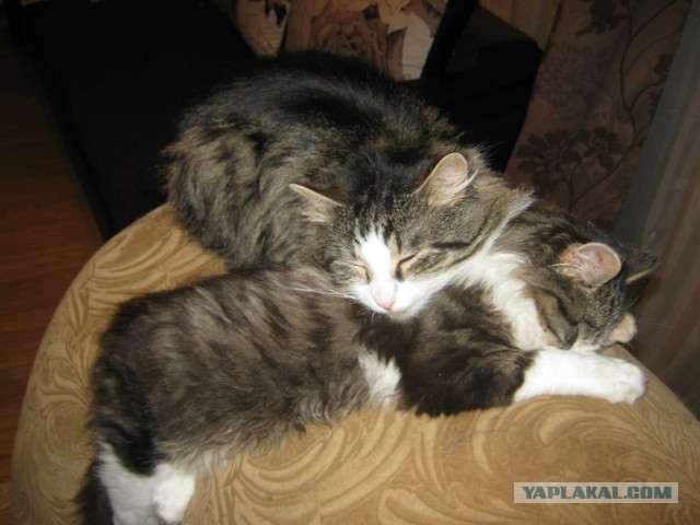 Сторожевой кот