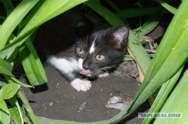 Котовторник 27.01.2015